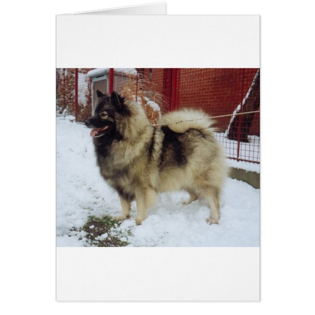 keeshond full.png (Front)