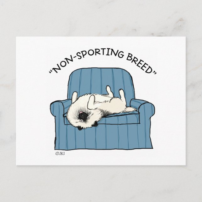 Keeshond "Non-Sporting Breed" Postcard (Front)