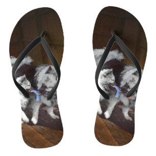 Keeshond Playtime Painting - Cute Original Dog Art Flip Flops
