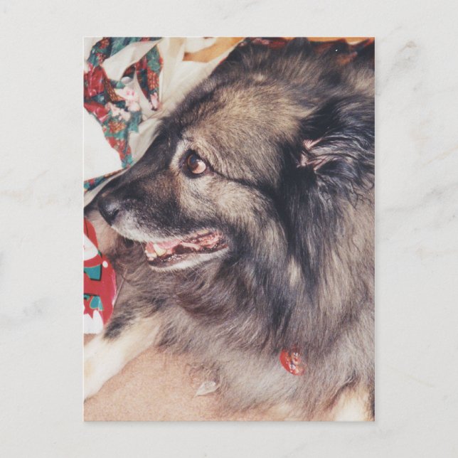 Keeshond Postcards (Front)