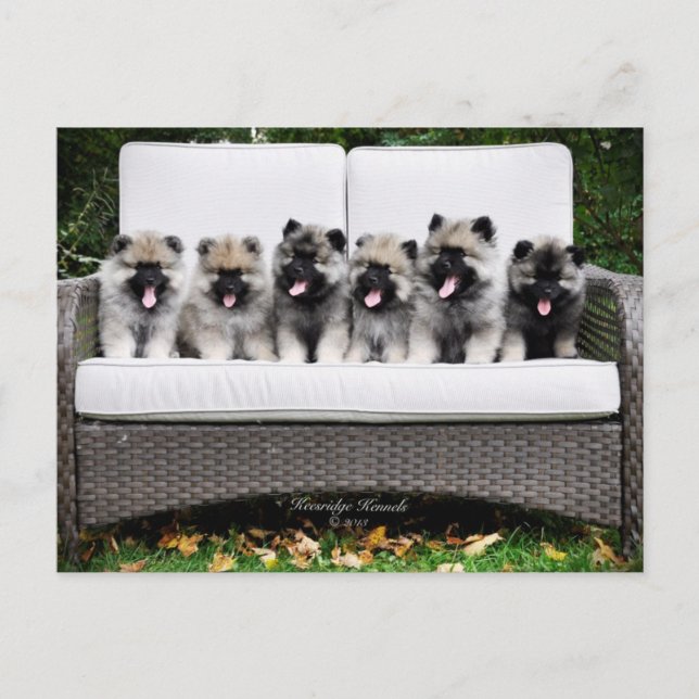 Keeshond puppies postcard (Front)