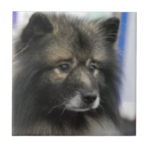 Keeshond Tile