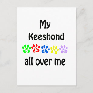 Keeshond Walks Design Postcard