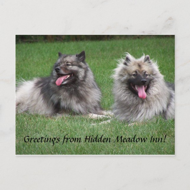 Keeshonds Apache & Havel Smiling Dutchmen Postcard (Front)