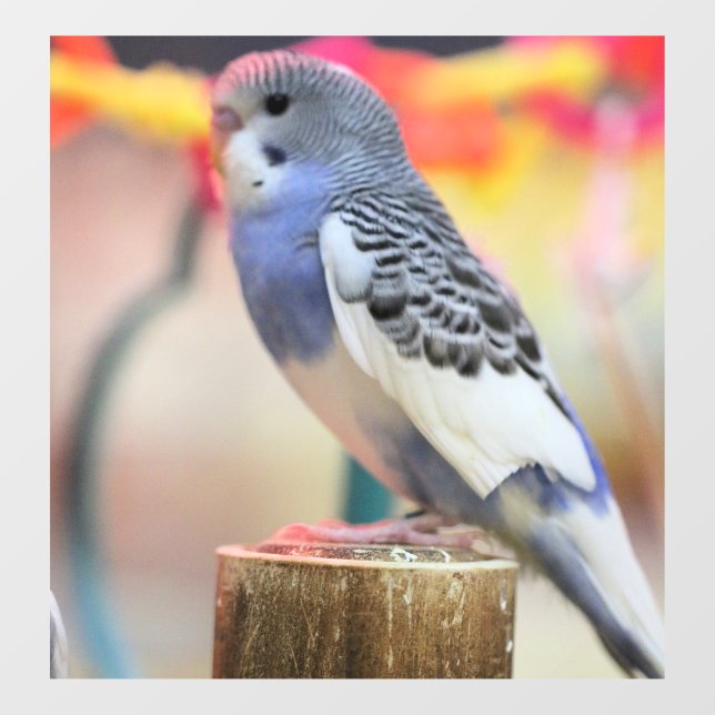 Keet Window Cling (Sheet)