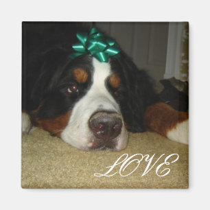 Kelly's Bernese Mountain Dogs Magnet