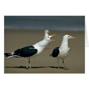 Kelp Gull