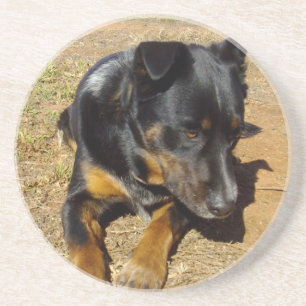 Kelpie_Farm_Life,_ Coaster