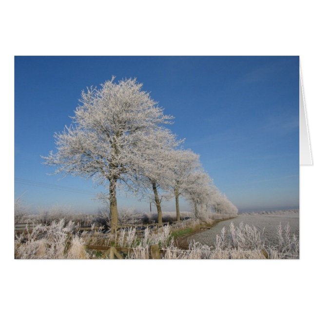 Kelso Trees (Front Horizontal)