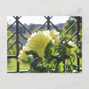 Kelvin Floodlight Dinnerplate Dahlia Postcard