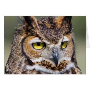 Kendall County, Texas. Great Horned Owl