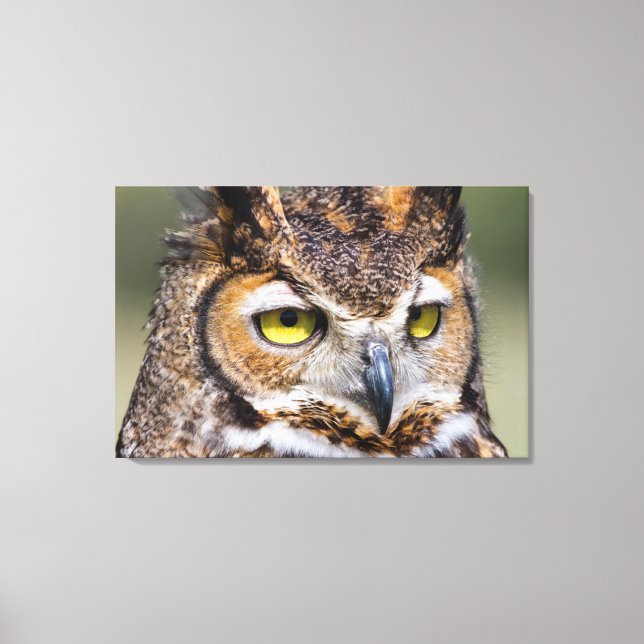 Kendall County, Texas. Great Horned Owl Canvas Print (Front)