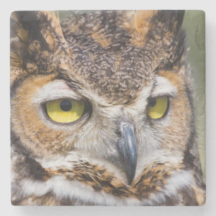 Kendall County, Texas. Great Horned Owl Stone Coaster
