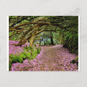 Kenmare Rhododendron Tunnel Postcard
