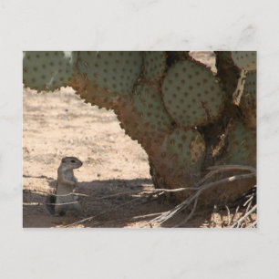 Kenny's Critter Postcard
