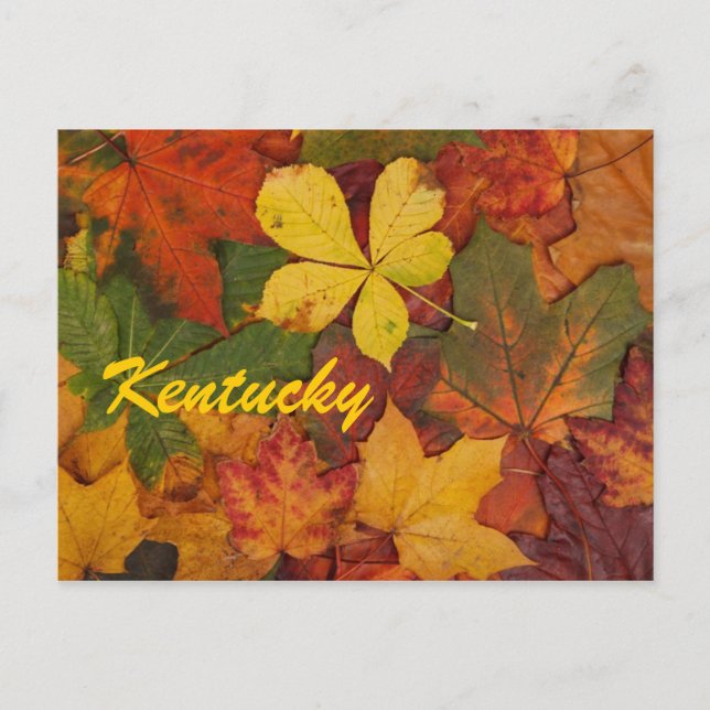 Kentucky Autumn Leaves Postcard (Front)