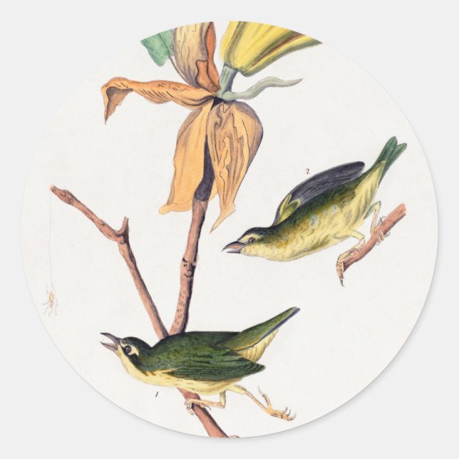 Kentucky Fly-catching Warbler Birds Illustration Classic Round Sticker (Front)