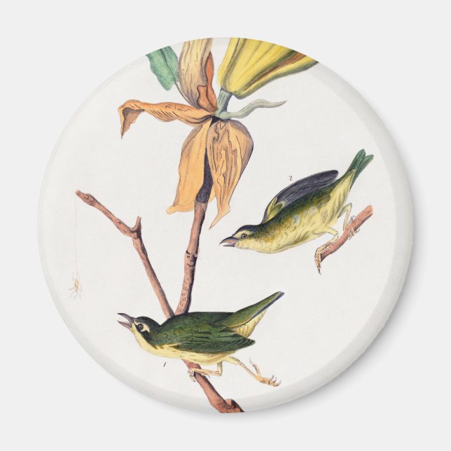 Kentucky Fly-catching Warbler Birds Illustration Magnet (Front)