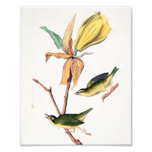 Kentucky Fly-catching Warbler Birds Illustration Photo Print