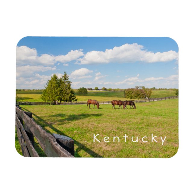 Kentucky, horses at horse farm Photo Magnet (Horizontal)