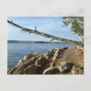 Kentucky Lake Shoreline Post Card