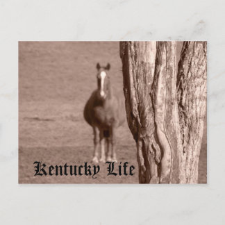 Kentucky Life Postcard
