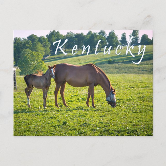 Kentucky Postcard. Horses at horse farm. Postcard (Front)