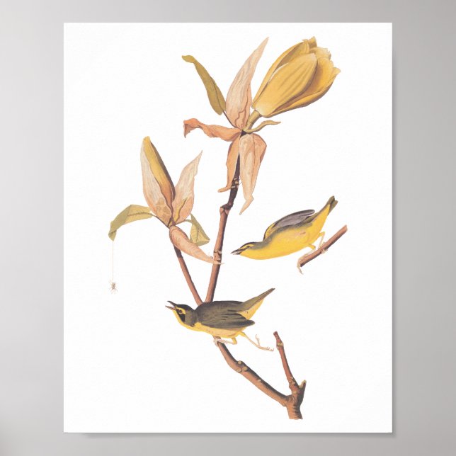 Kentucky Warbler Audubon Birds and Magnolia Flower Poster (Front)