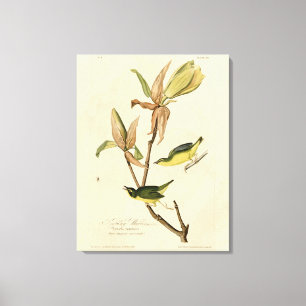 Kentucky Warbler from Audubon's Birds of America Canvas Print