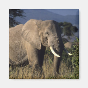 Kenya: Amboseli, male African elephant Magnet
