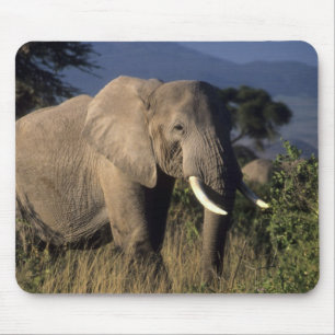 Kenya: Amboseli, male African elephant Mouse Mat