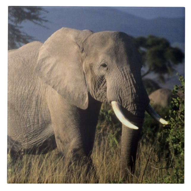 Kenya: Amboseli, male African elephant Tile (Front)