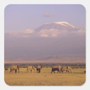 Kenya: Amboseli National Park, Elephants Square Sticker