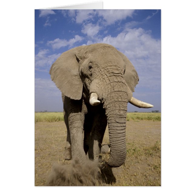Kenya: Amboseli National Park, male elephant (Front)