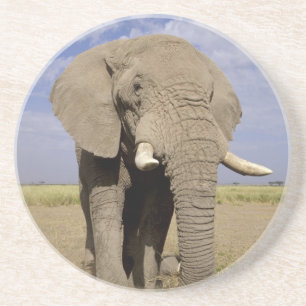 Kenya: Amboseli National Park, male elephant Coaster
