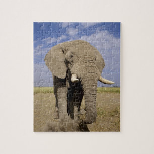 Kenya: Amboseli National Park, male elephant Jigsaw Puzzle