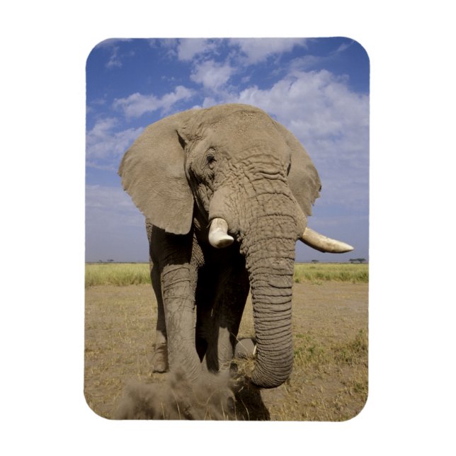 Kenya: Amboseli National Park, male elephant Magnet (Vertical)