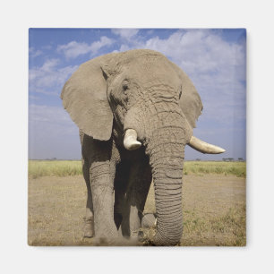 Kenya: Amboseli National Park, male elephant Magnet