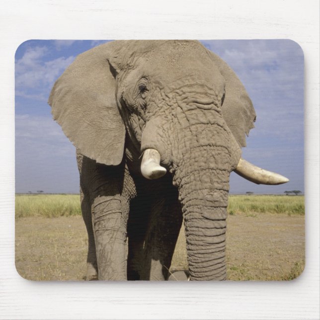 Kenya: Amboseli National Park, male elephant Mouse Mat (Front)