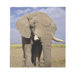 Kenya: Amboseli National Park, male elephant Notepad