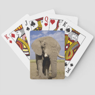 Kenya: Amboseli National Park, male elephant Playing Cards