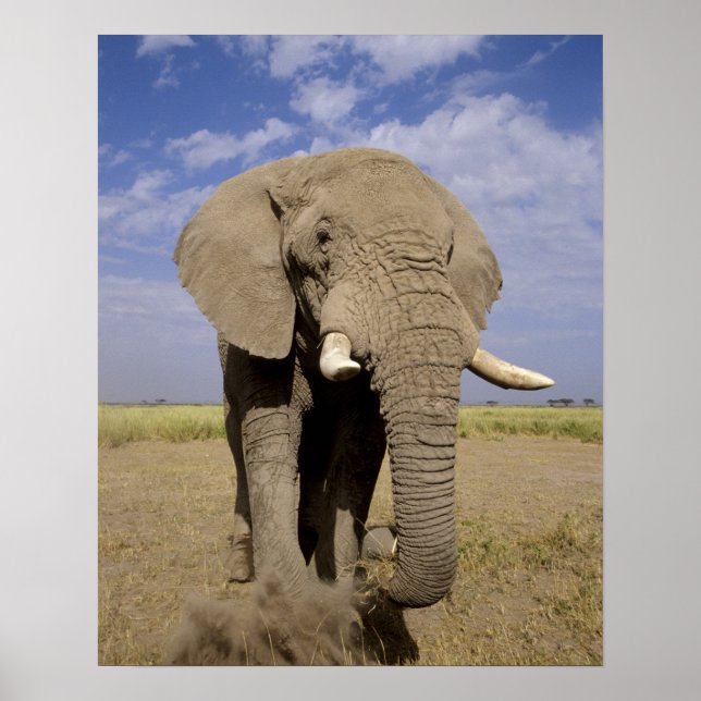 Kenya: Amboseli National Park, male elephant Poster (Front)