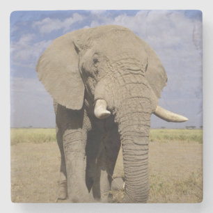Kenya: Amboseli National Park, male elephant Stone Coaster