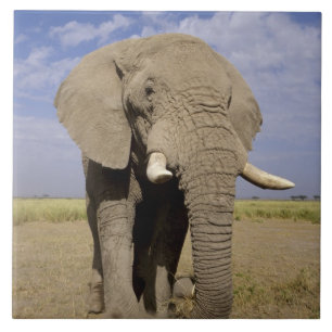 Kenya: Amboseli National Park, male elephant Tile