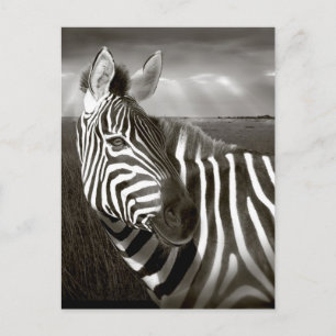 Kenya. Black & white of zebra and plain. Postcard