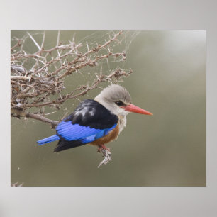Kenya. Close-up of gray-headed kingfisher Poster
