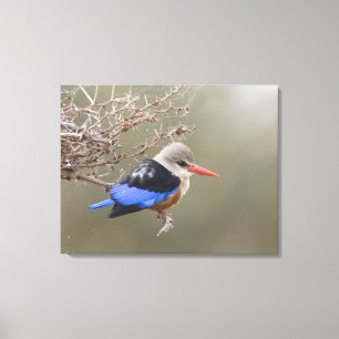 Kenya. Close-up of grey-headed kingfisher Canvas Print