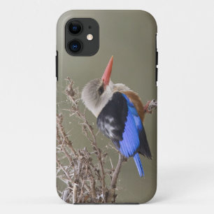 Kenya. Close-up of grey-headed kingfisher iPhone 11 Case