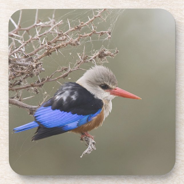 Kenya. Close-up of grey-headed kingfisher Coaster (Front)