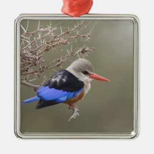 Kenya. Close-up of grey-headed kingfisher Metal Tree Decoration